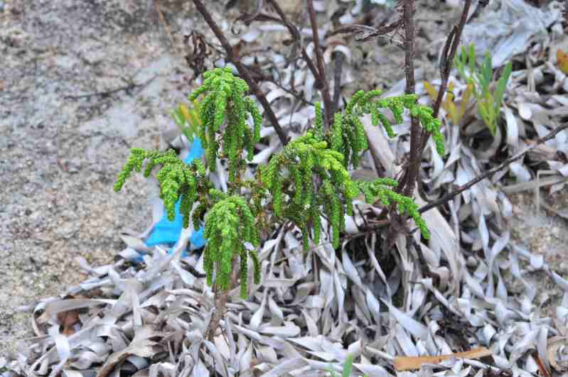 Thymelaea hirsuta